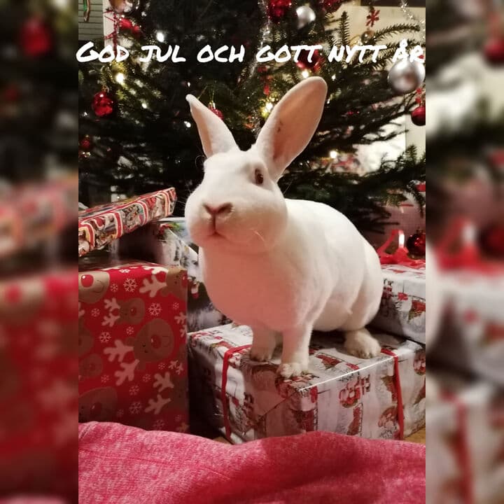 God jul och gott nytt år 